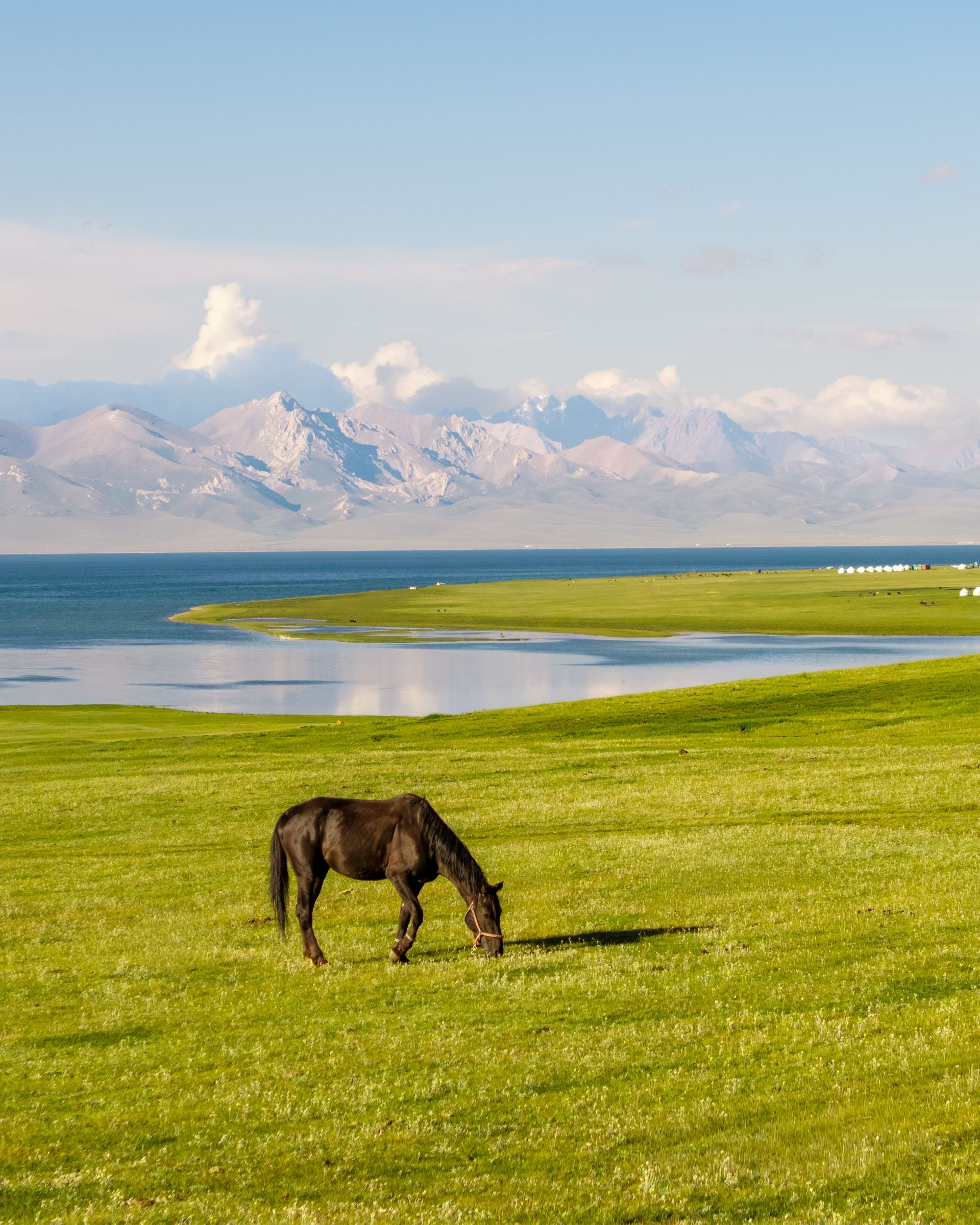 Horse grazing on green pasture beside an alpine lake with snowy peaks, Kyrgyzstan