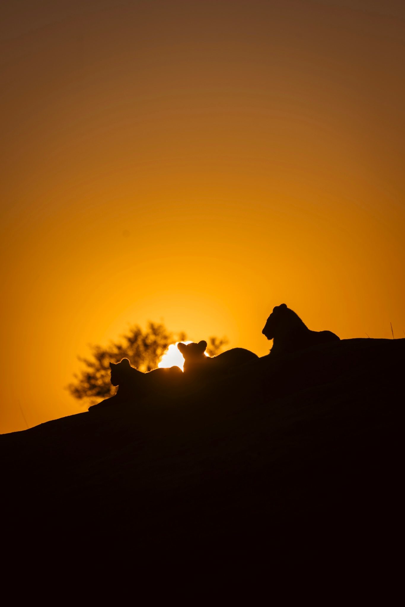 Lions silhouetted on a rock against an orange sunset