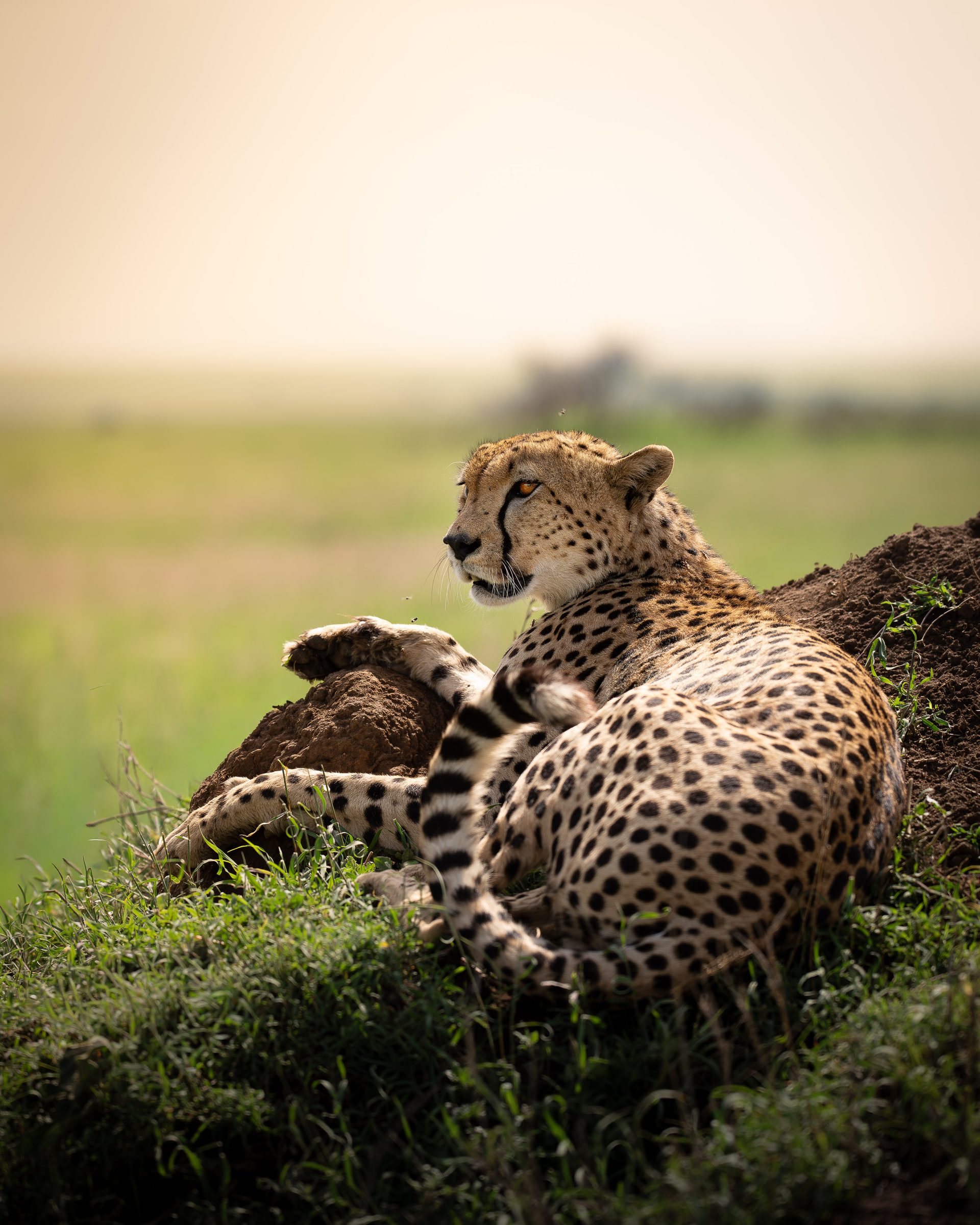Cheetah lying on a grassy mound looking across the savanna