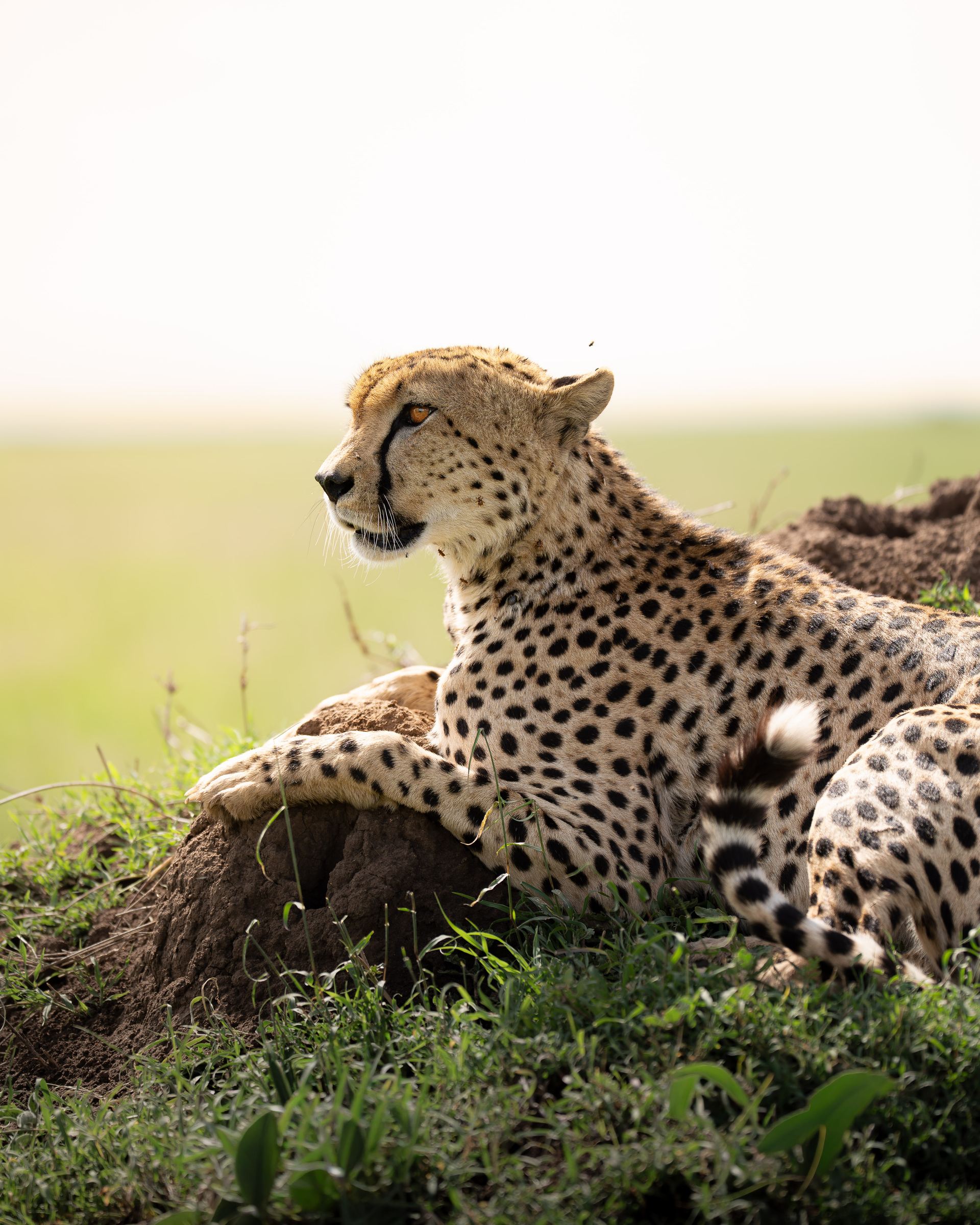 Cheetah resting on a termite mound in the savanna