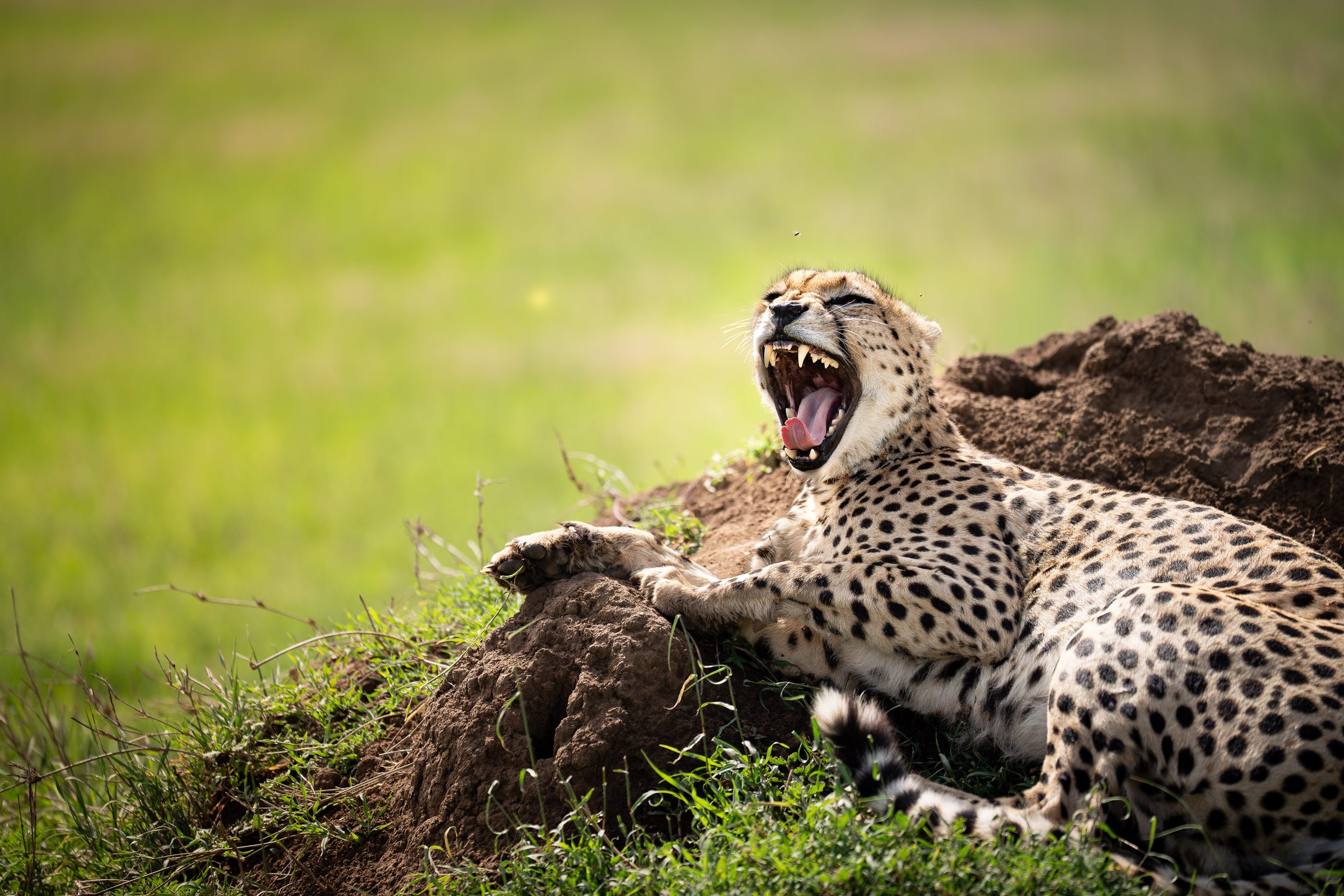 Cheetah yawning on a termite mound, safari wildlife