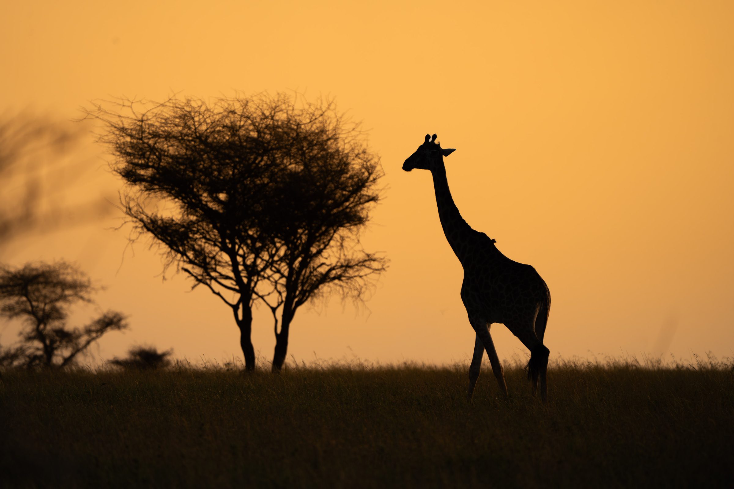 Giraffe and acacia tree silhouetted against an orange sky