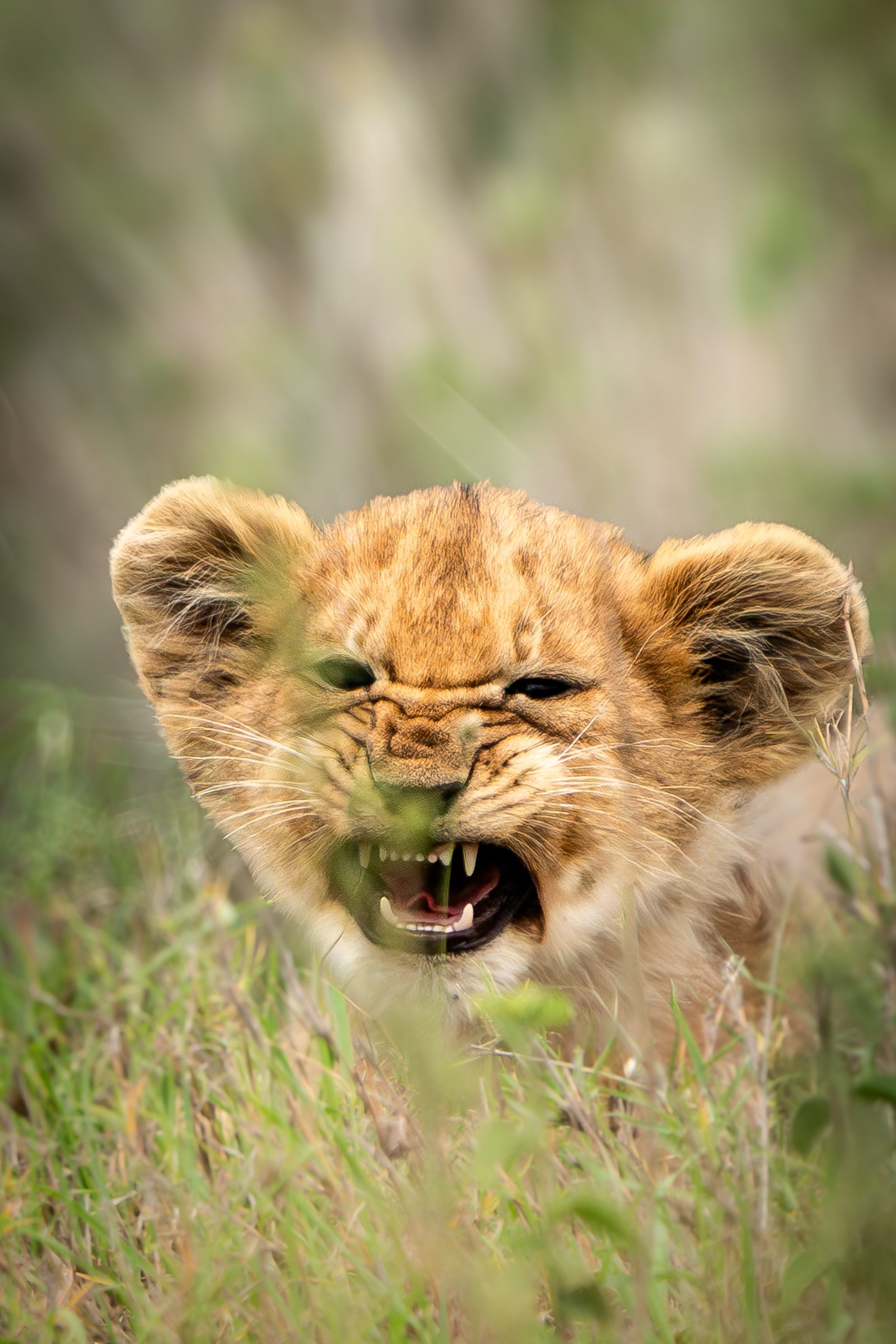 Lion cub snarling in tall grass on safari