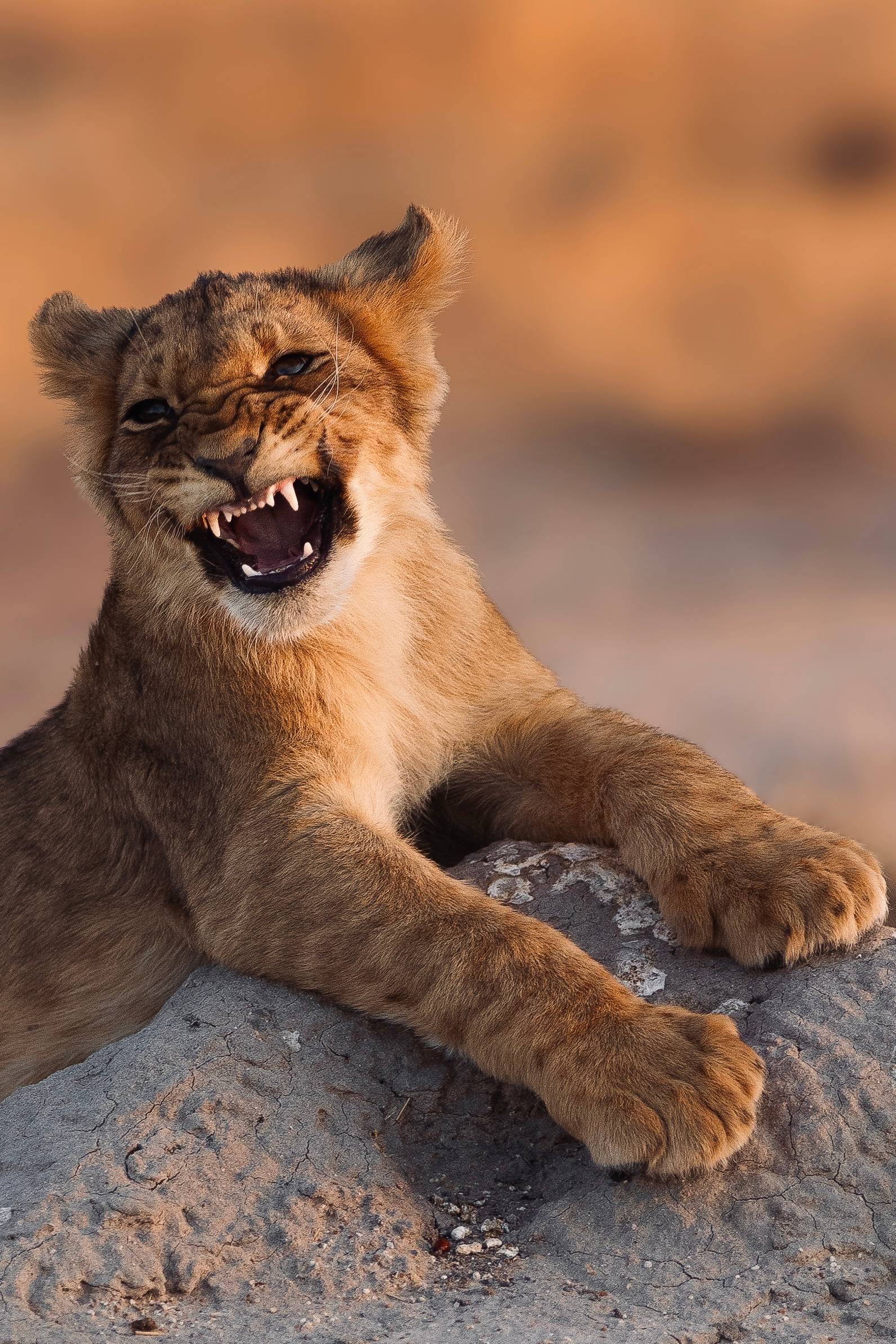 Lion cub snarling while lying on a rock