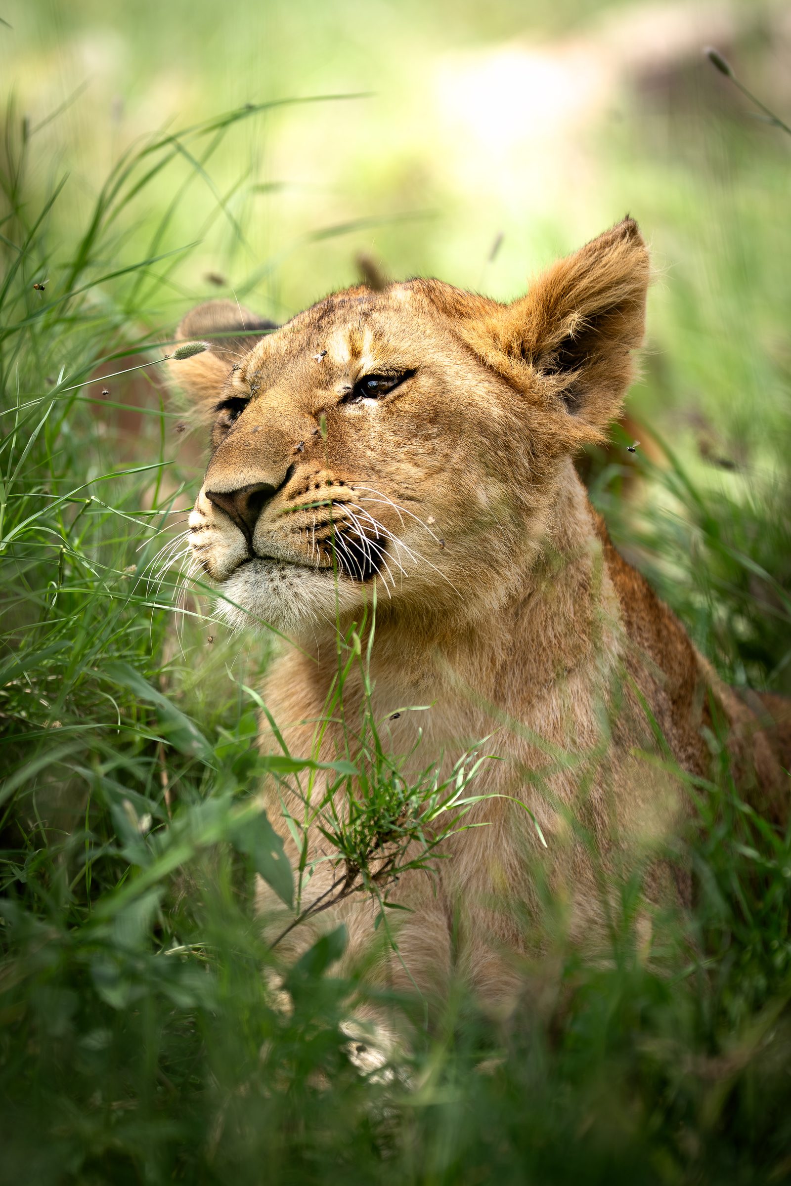 Lioness resting in green grass, safari wildlife portrait