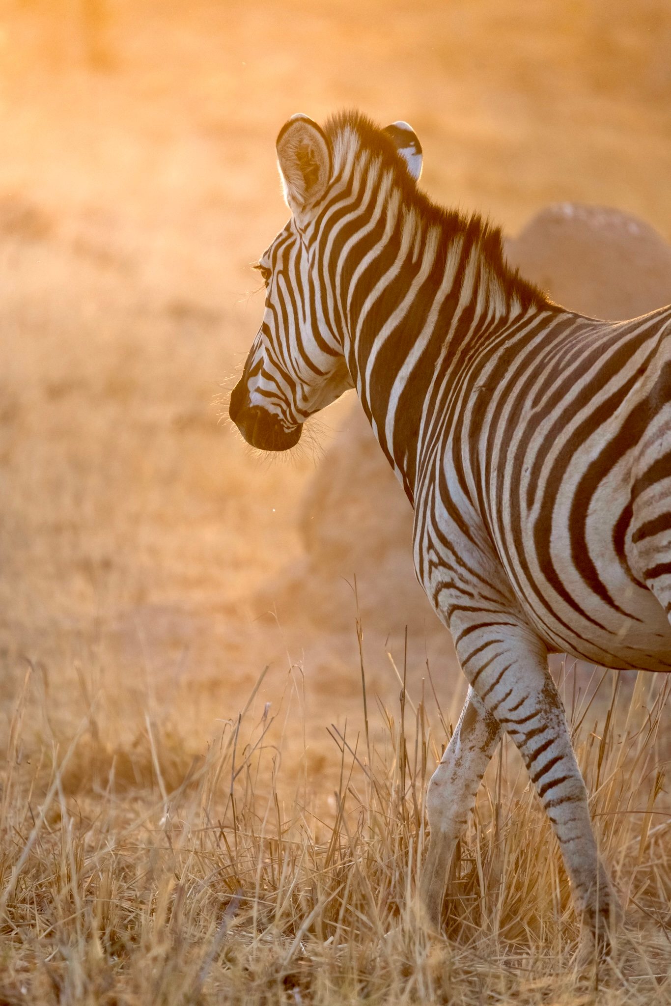 Zebra walking through golden savanna grass on safari