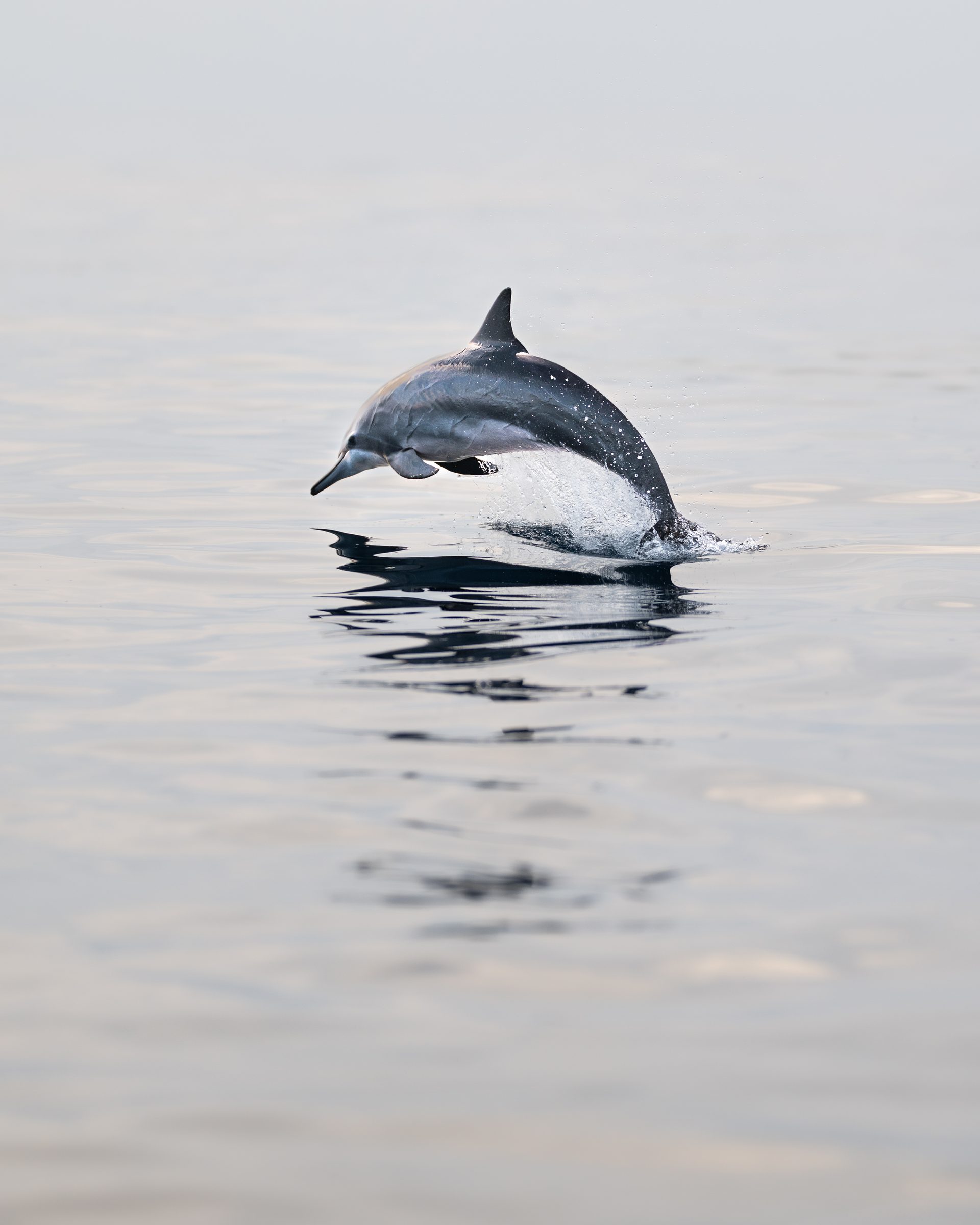 Spinner dolphin leaping out of calm ocean water