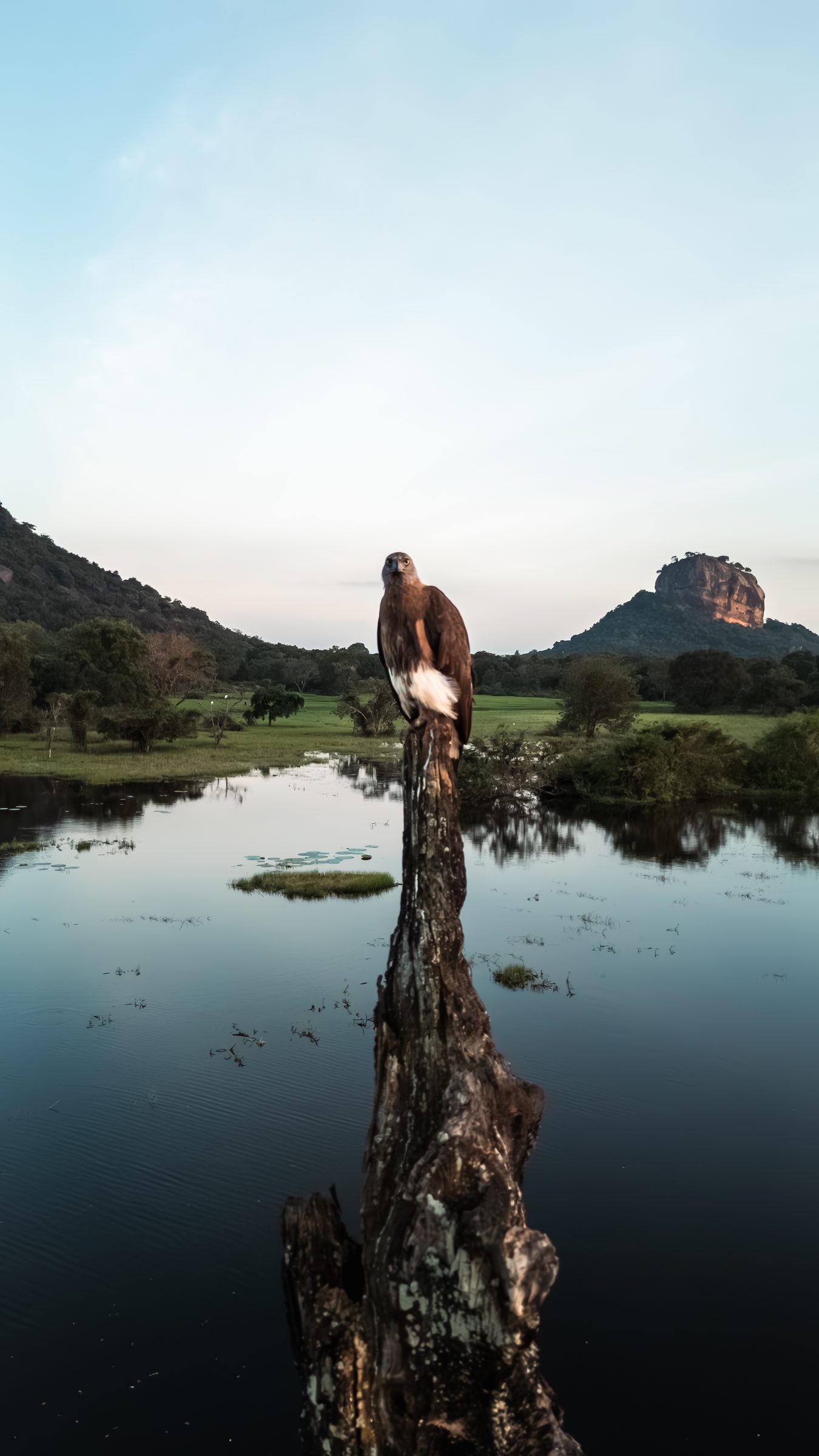 Bird of prey perched on a tree stump in a still lake with Sigiriya rock behind, Sri Lanka